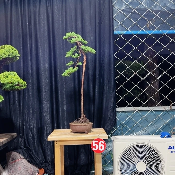 晓***冬无花朵老桩老盆系鱼川