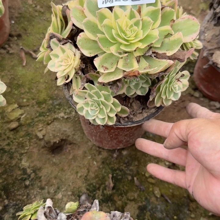 甜***沐5903二号棚玉芙蓉I