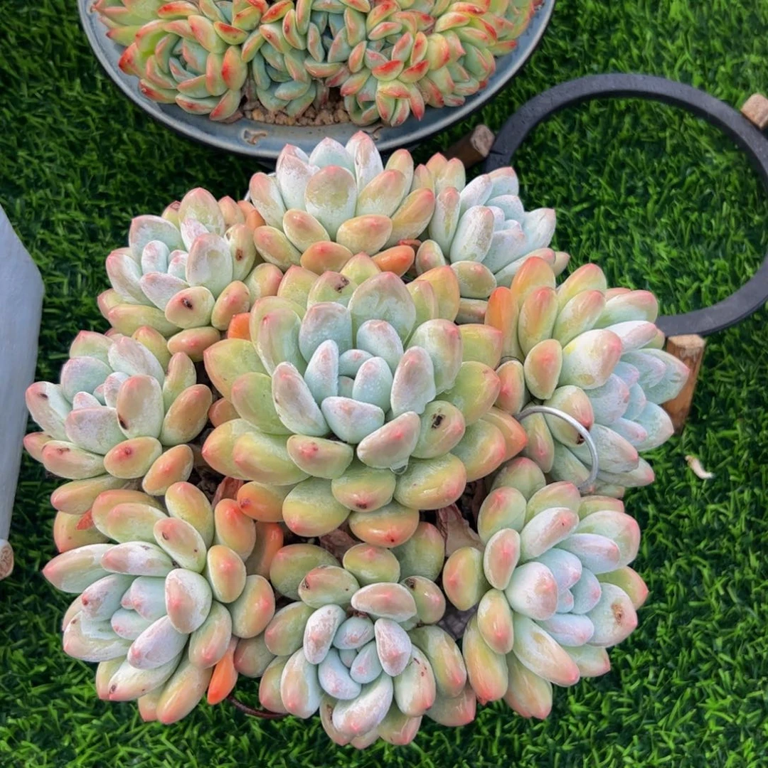香水自然群多肉植物