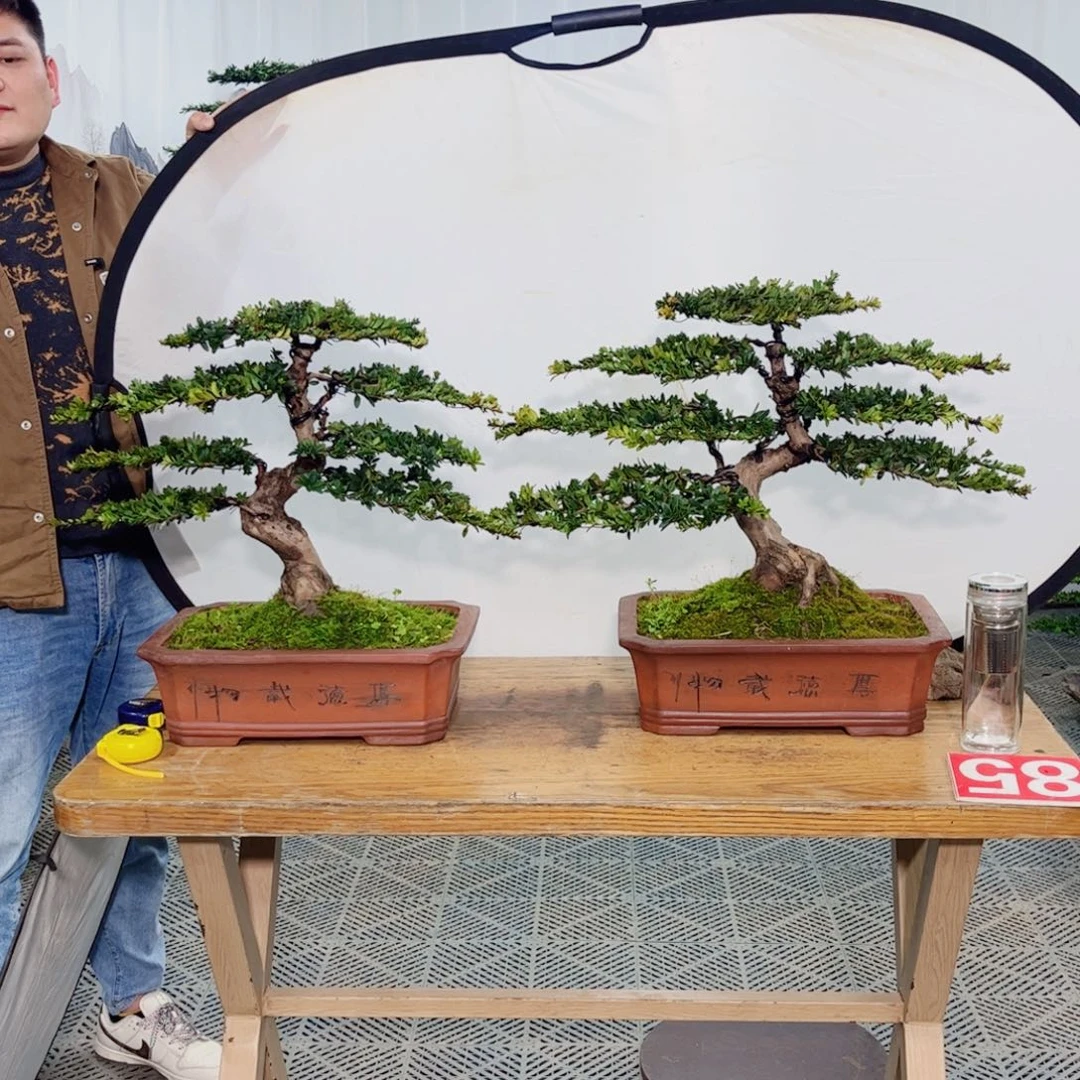 三*罗汉松盆景艺术作品