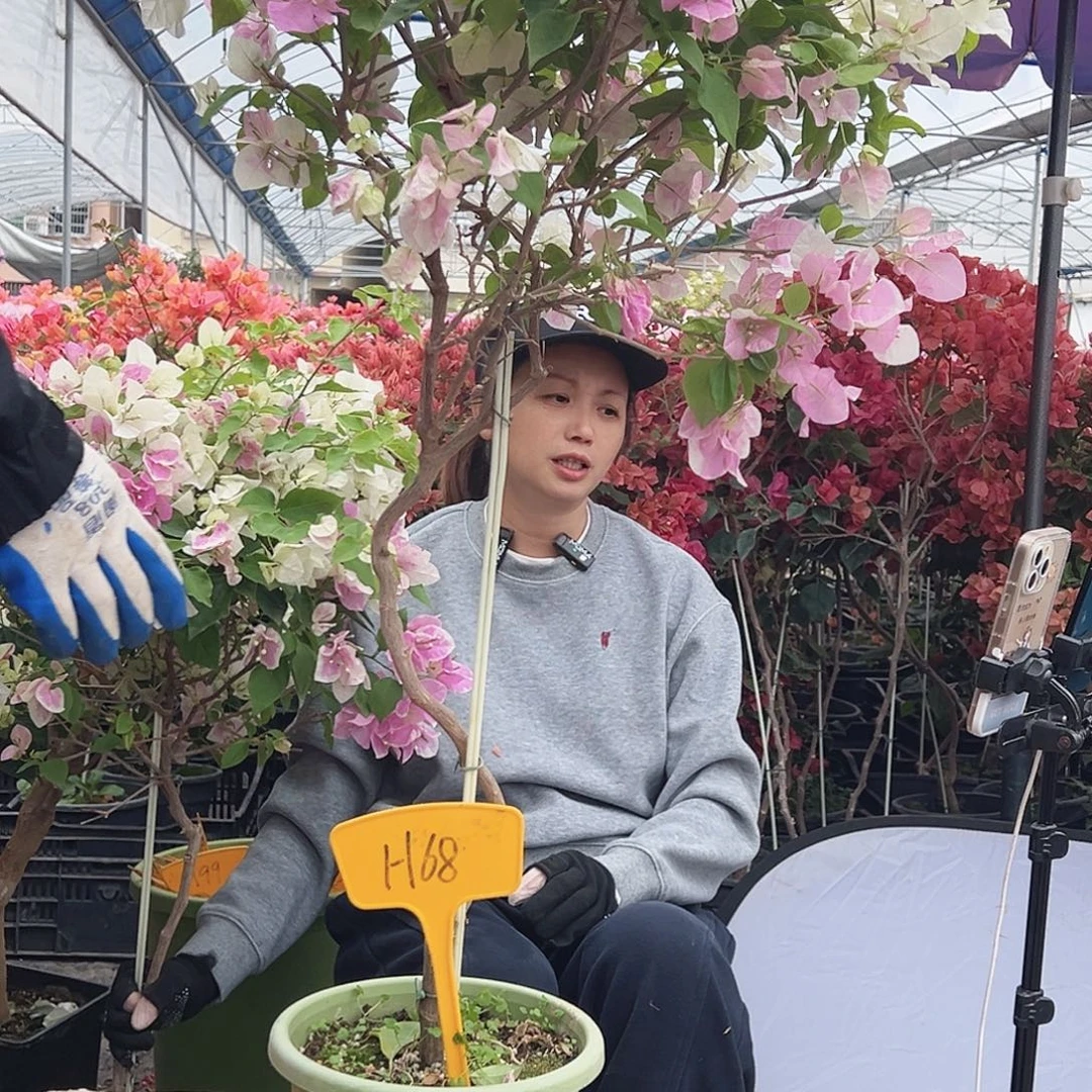 M***芬大部分花苞少量开放H68广红英