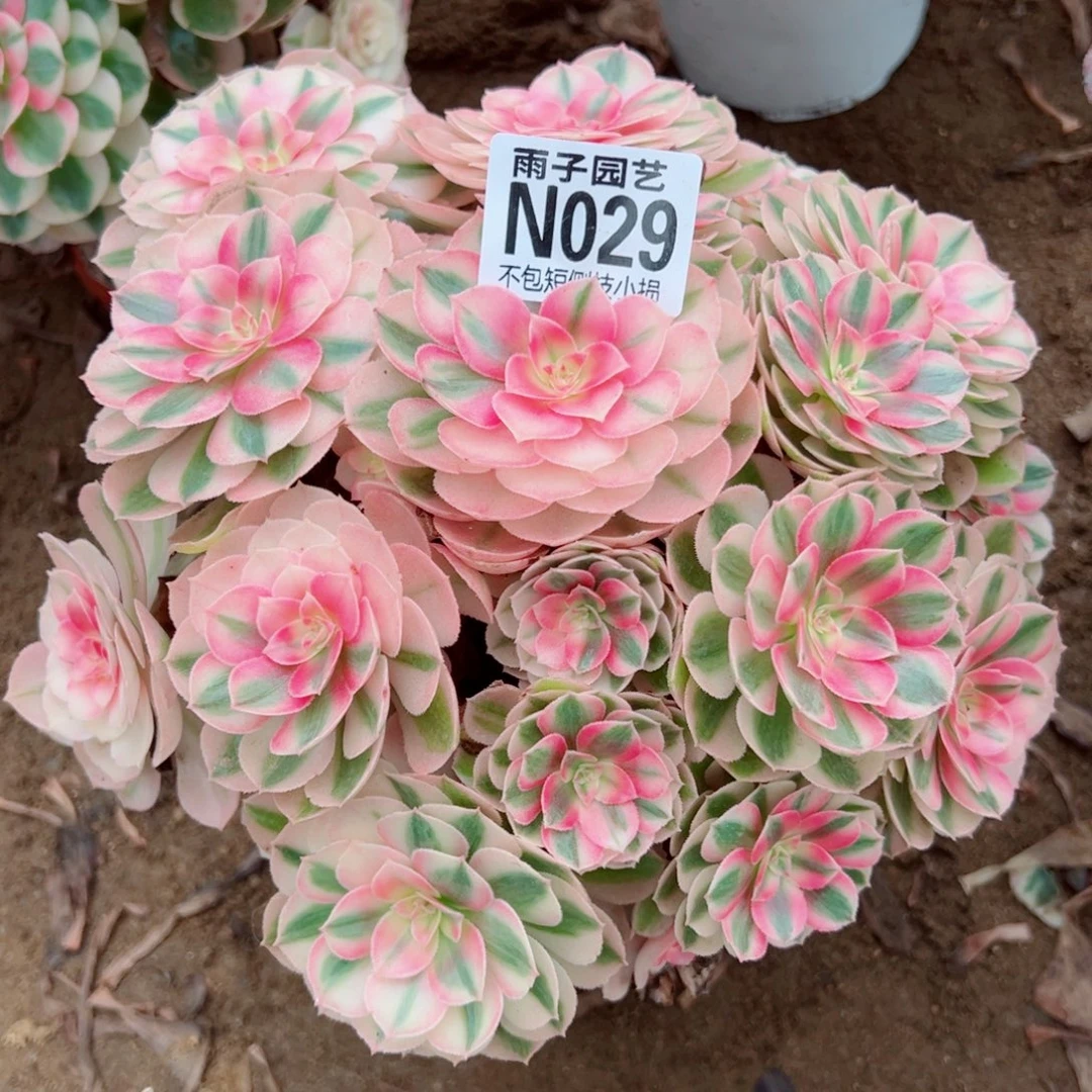029倾城尺寸25左右