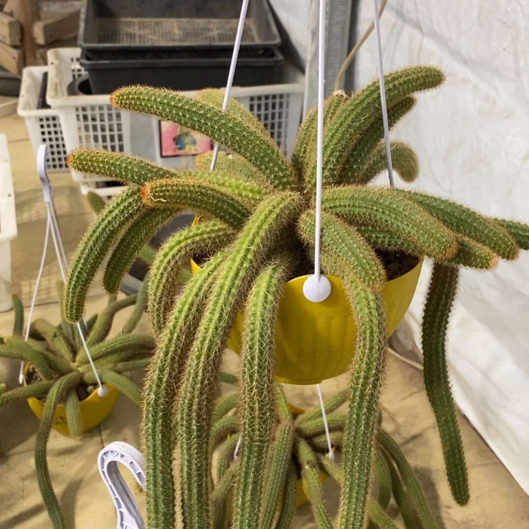 新品橙仙子金妞群生一物一拍134
