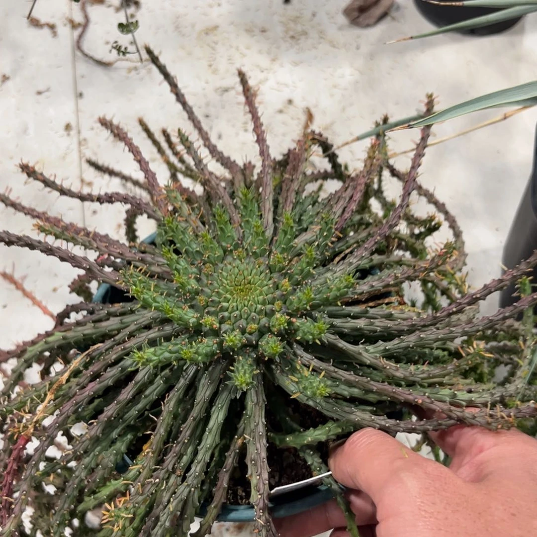 733孔雀丸带盆带土