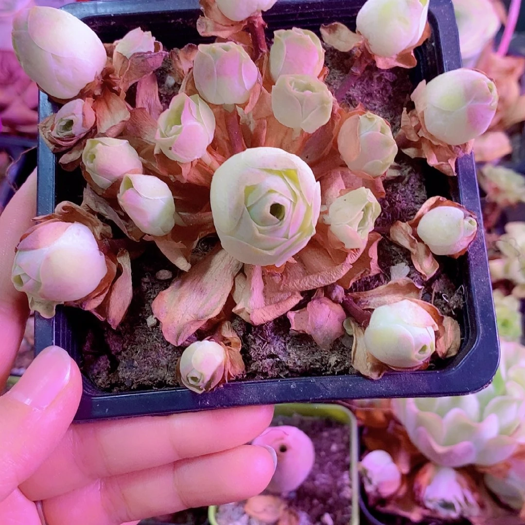 幸***单山地玫瑰一物一拍155姝帕优选