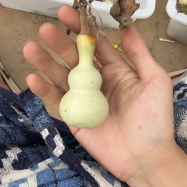 邓***华鹿骨手串/手链111