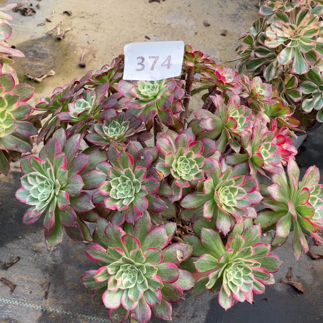 374水晶莲花           多肉