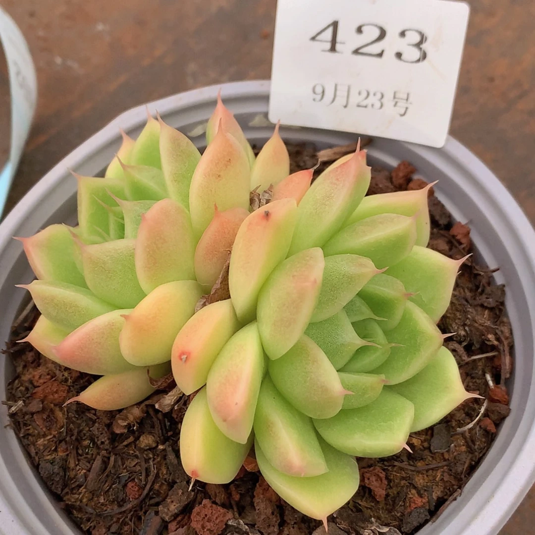 【闪购商品】云423号