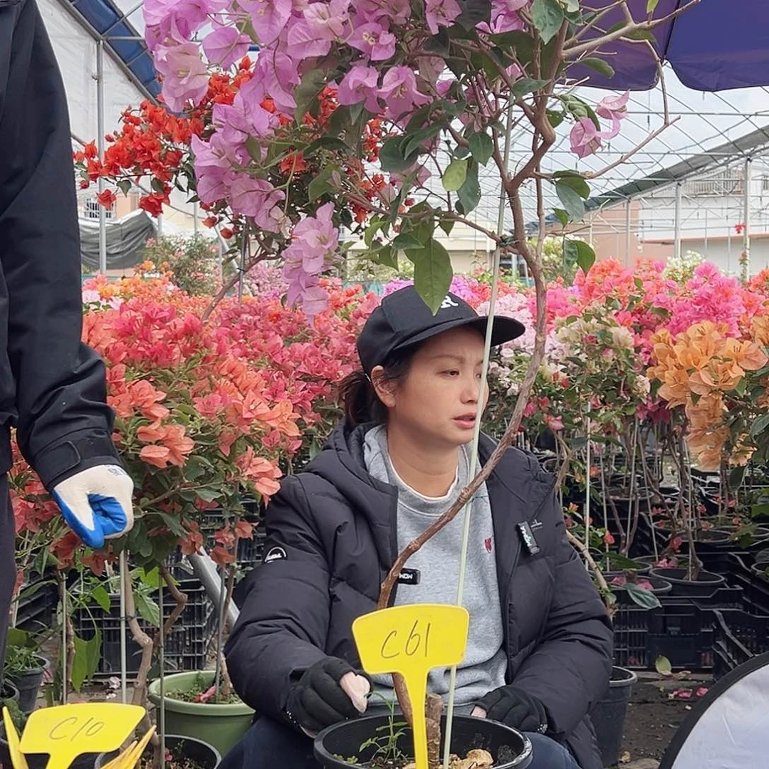 s***w大部分花苞少量开放C61赛佛里