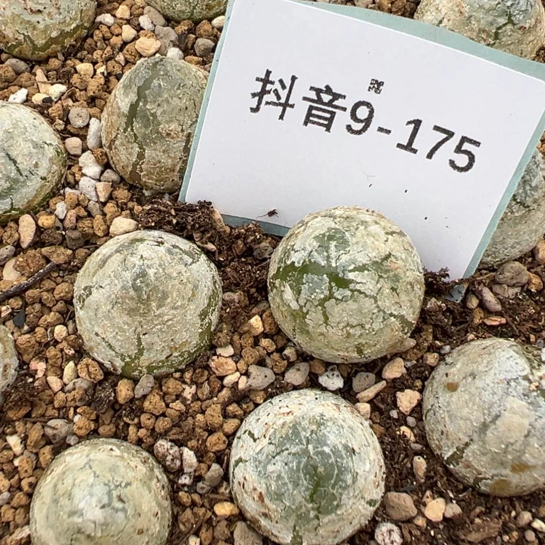 9-175量拍灯泡一颗。多肉