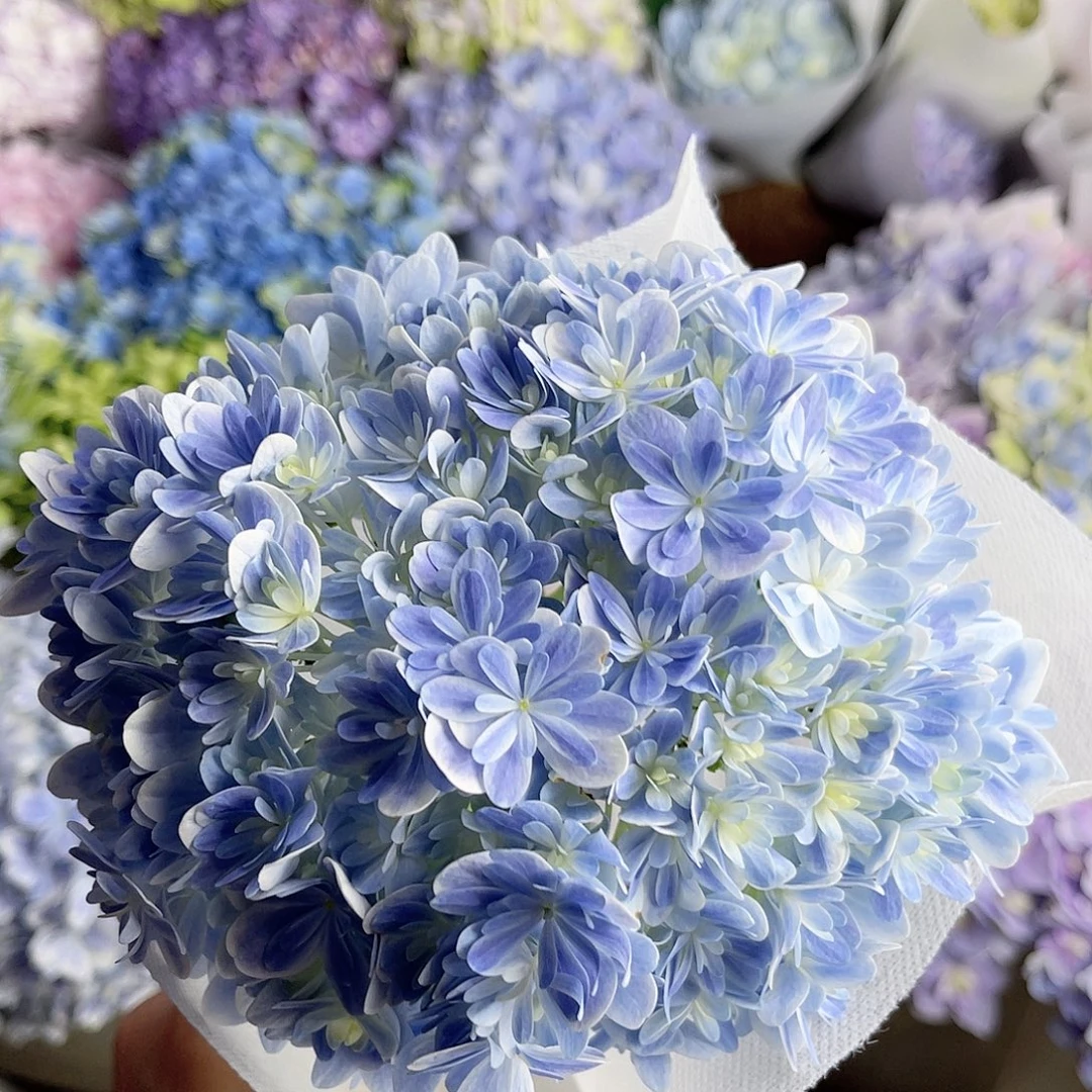 完全开放稀有绣球花14