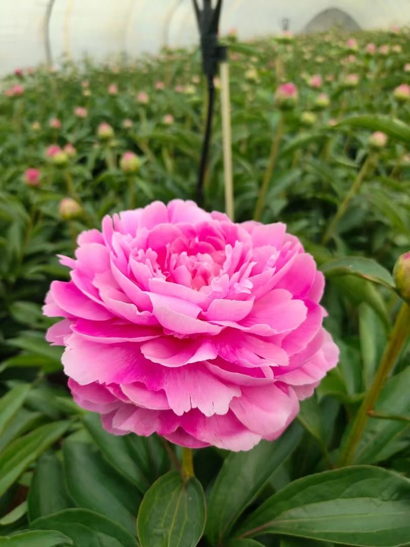 【粉绣球】A级粉绣球芍药鲜切花云南昆明顺丰包邮