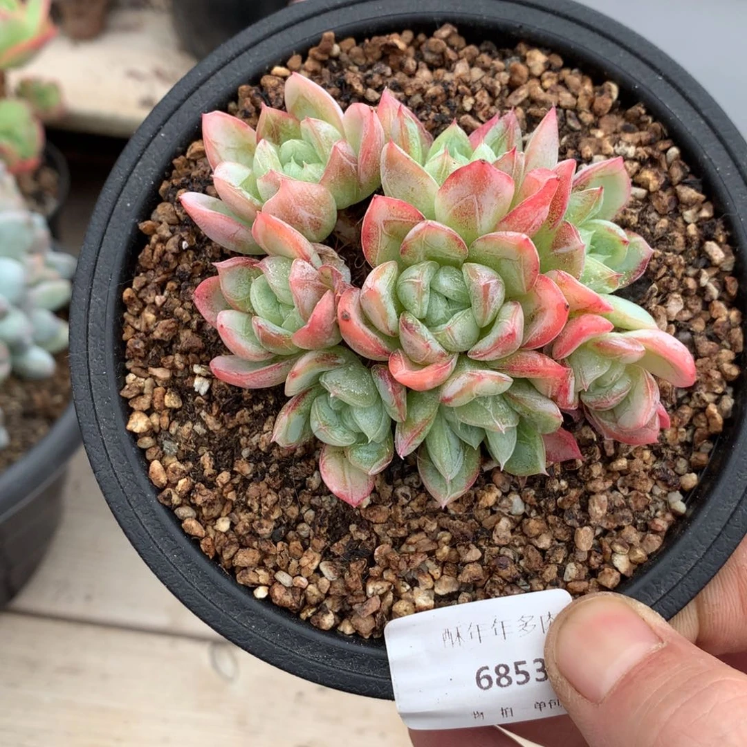 6853爱莎群一棵8厘米