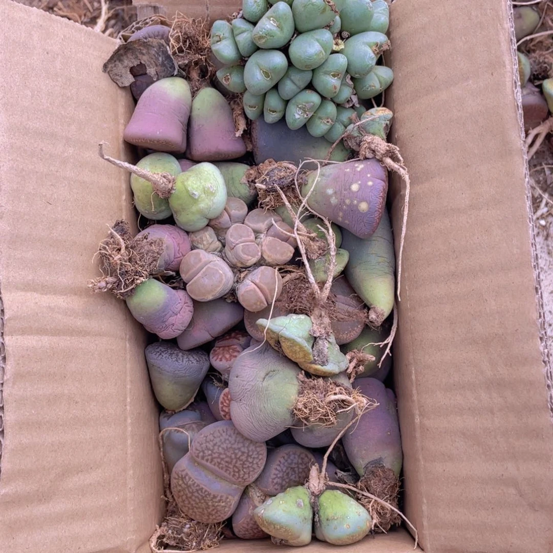 一箱母本88888888888888