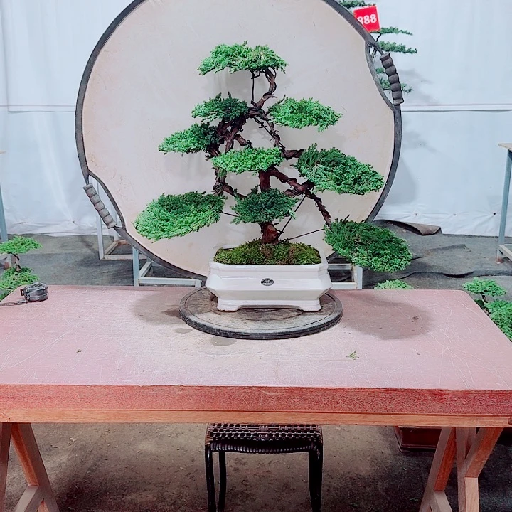 无花朵含盆包邮盆景