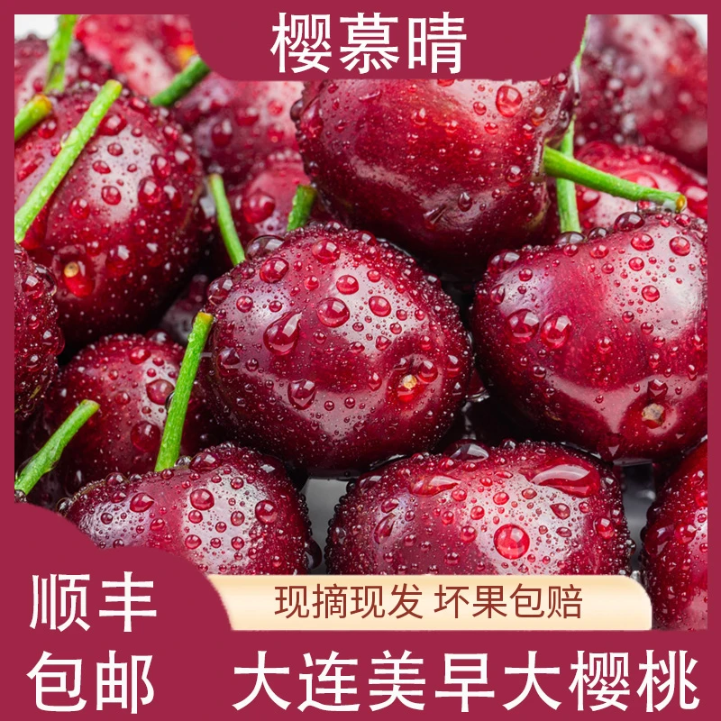 大连美早樱桃【XL-7J】顺丰空运应季新鲜水果脆甜包邮2-5斤装-A