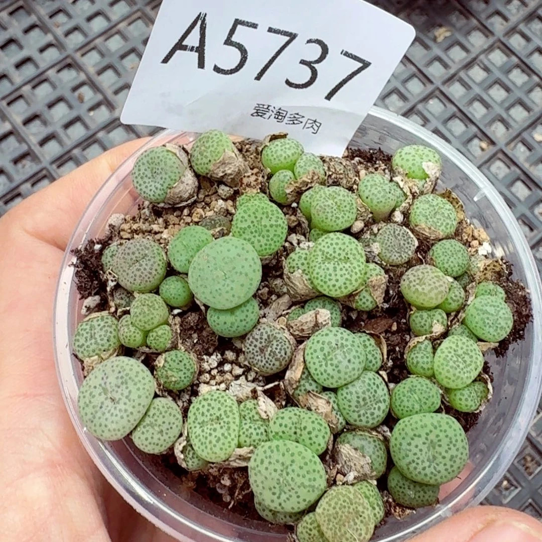5737—生石花 生石花