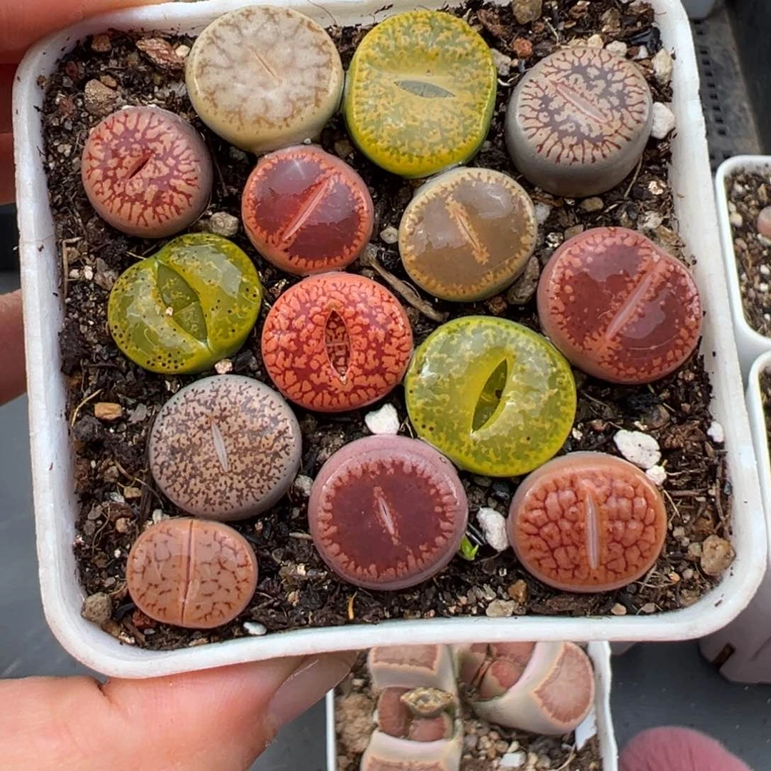 1.25好看的多肉536