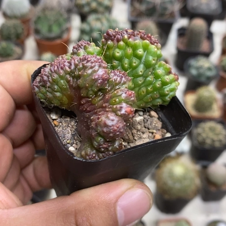 红高沙缀特价福利