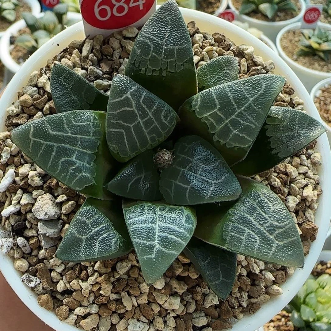 684号实生磨砂克7左右一物一拍带盆土