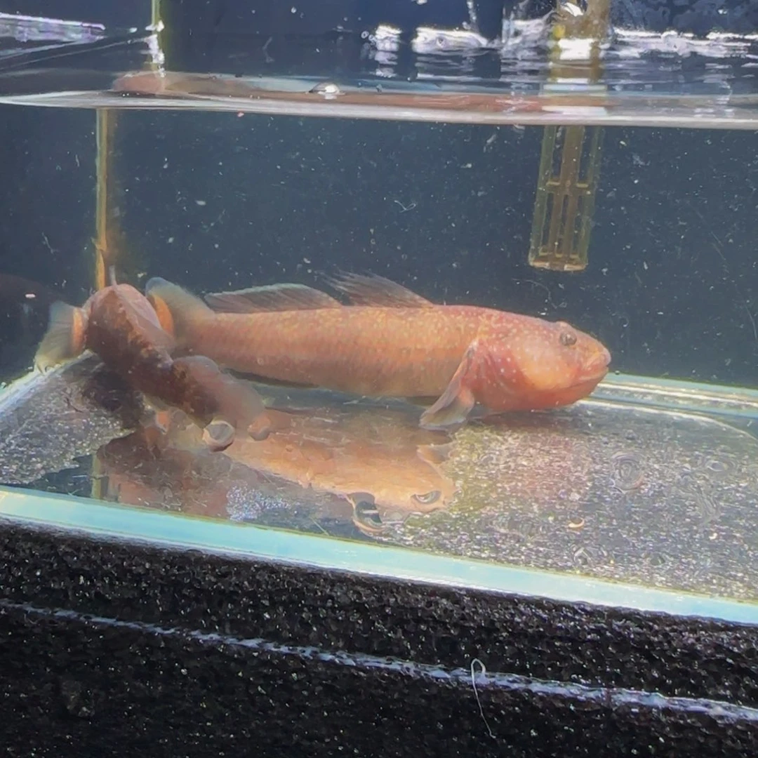 狮头鱼短棘稿10-11一对