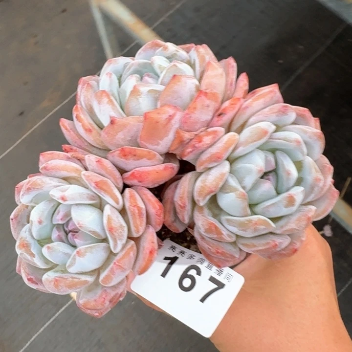 韩橙         多肉植物