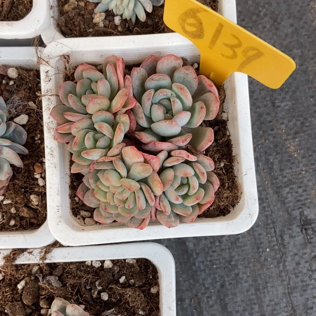 6139全明星多肉植物保护