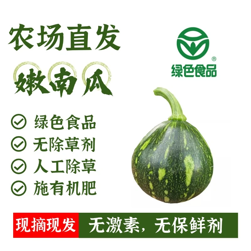 MUFENGYUAN/沐丰园新鲜现摘嫩绿色认证青皮黄心软糯粉甜圆嫩南瓜