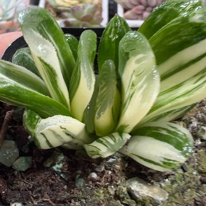 玉扇锦多肉植物74