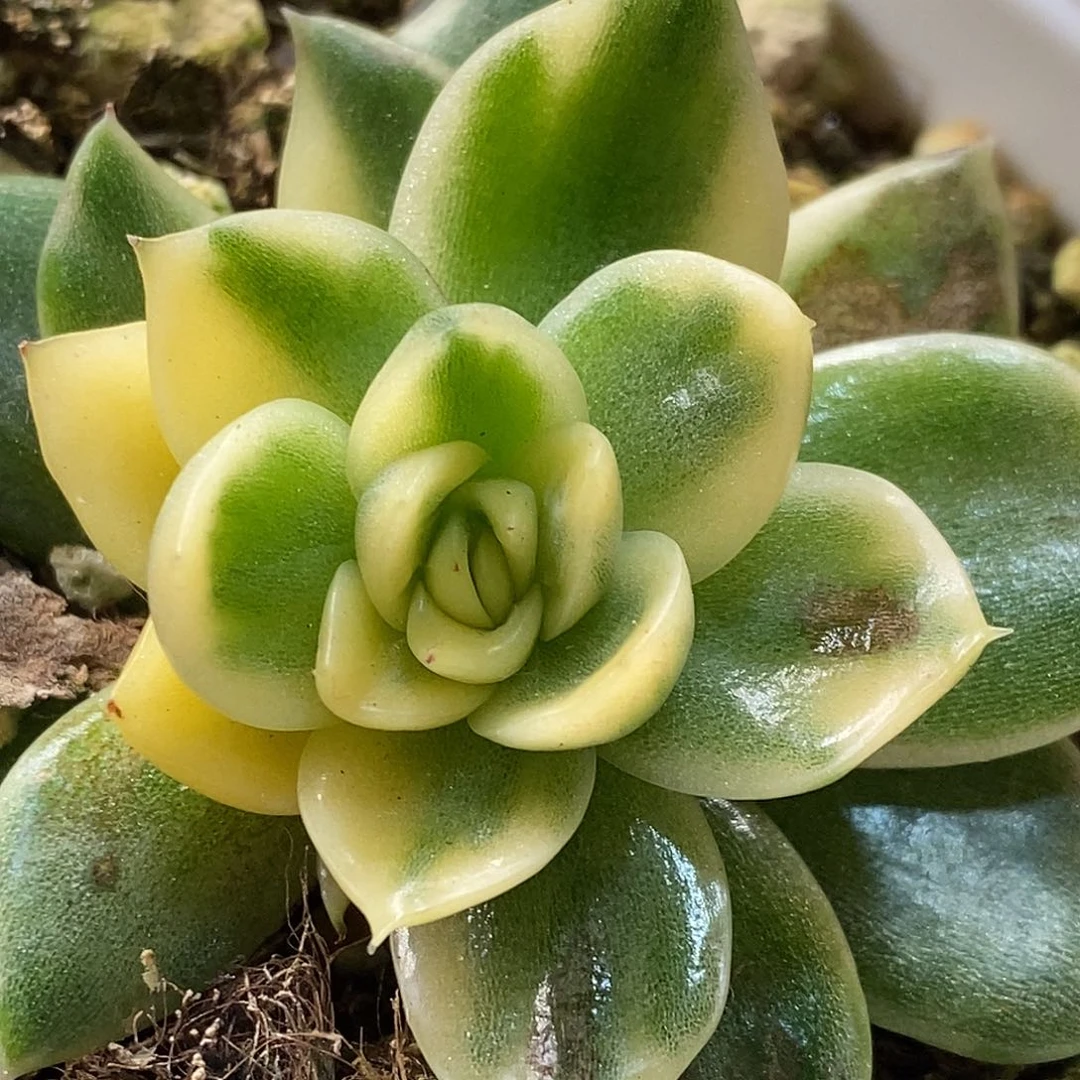 大黄袍锦一物一拍，