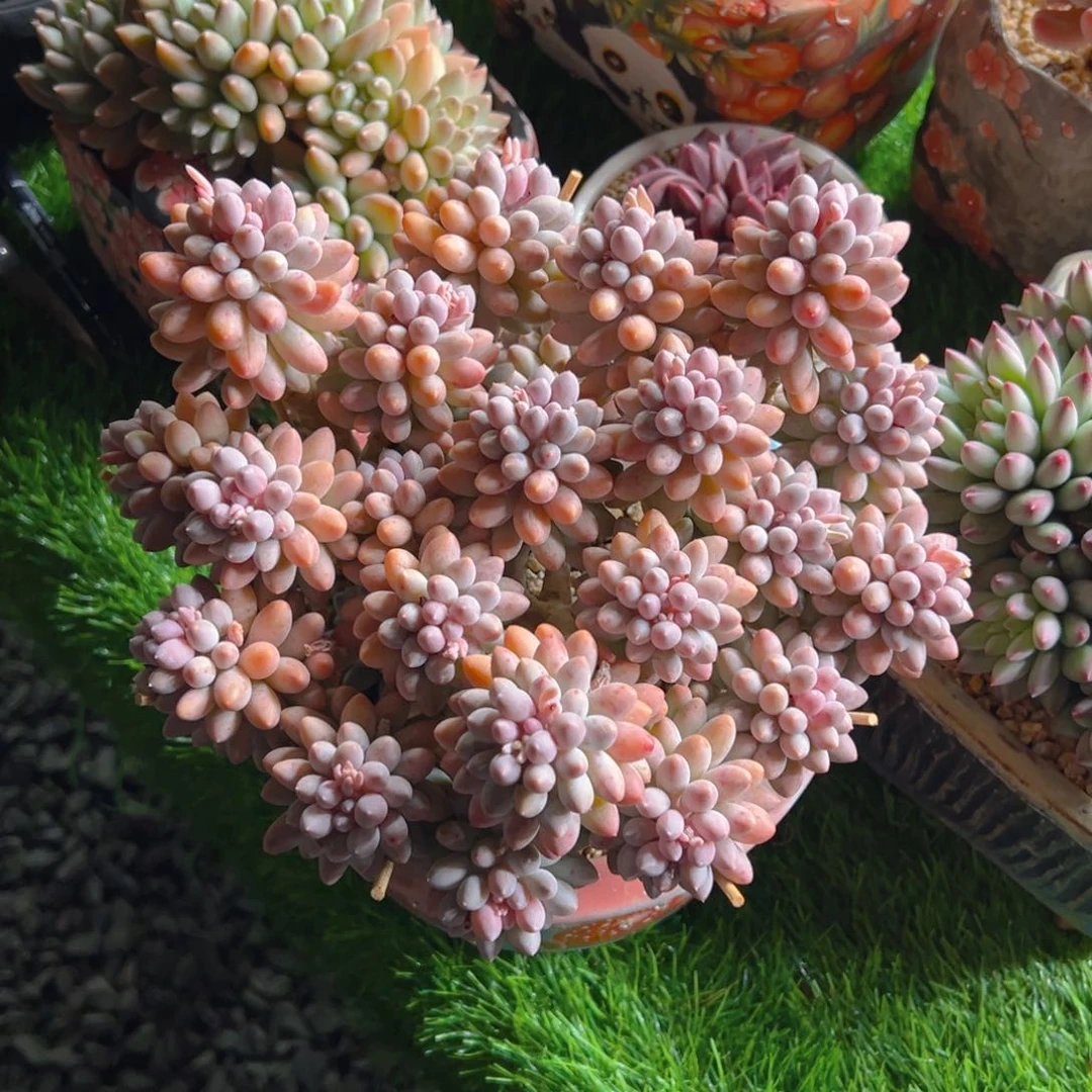 海平1111111111111111