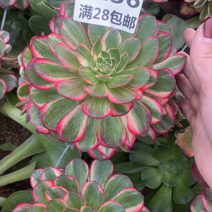 1136三号棚嫁接黑膜锦