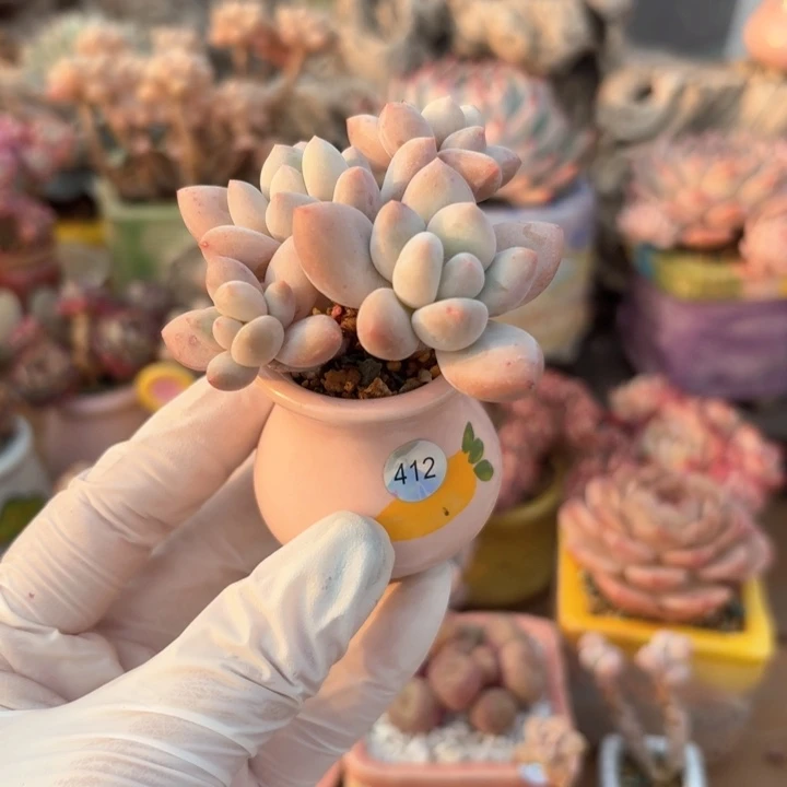 412 多肉含盆土30元包邮➗偏远