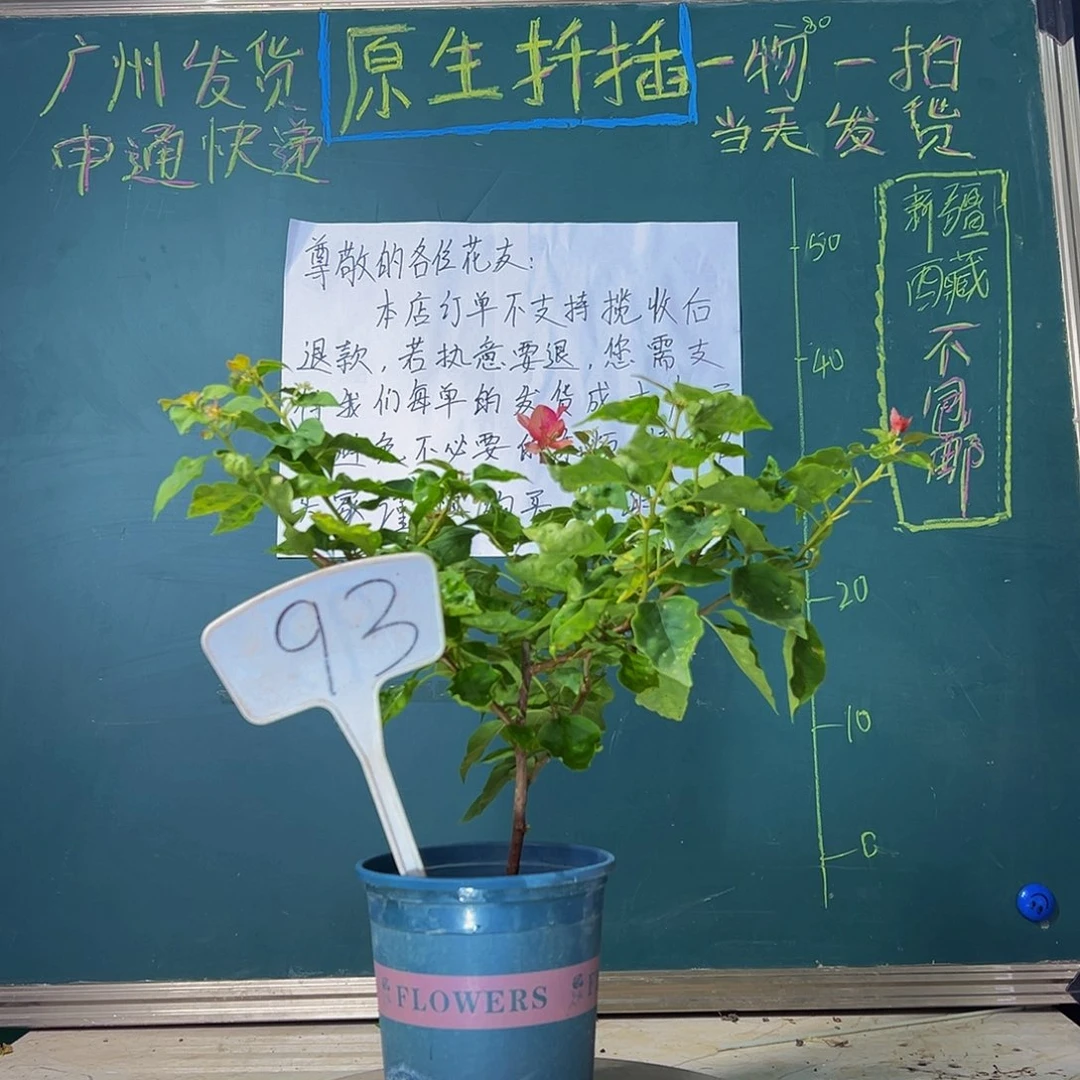 当前无花栽培后可以开花  红九月  93