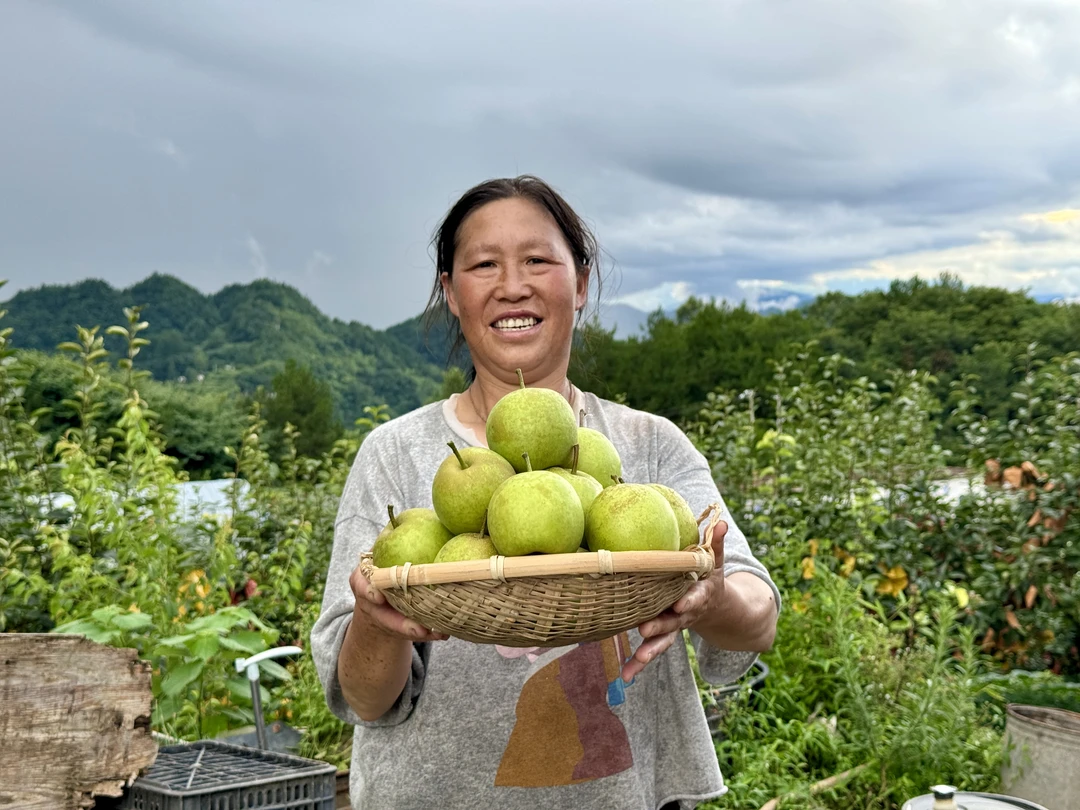 翠冠梨青梨蜜梨脆甜多汁当季水果现摘现发