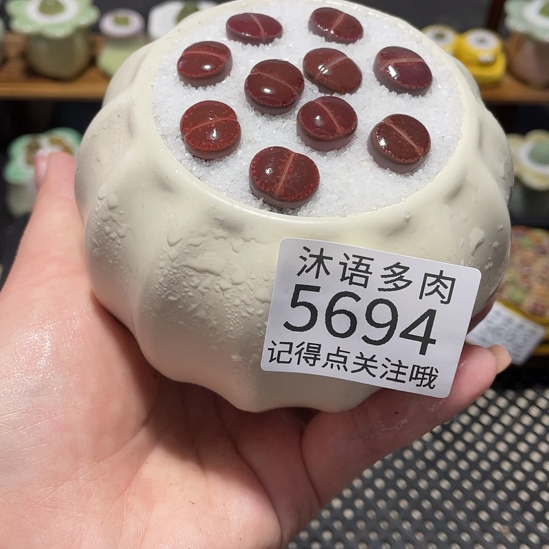 带盆土植物 一物一拍5694