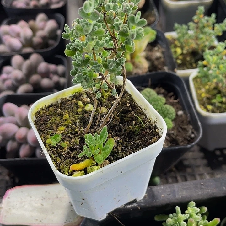 赖斯枝干带盆土发