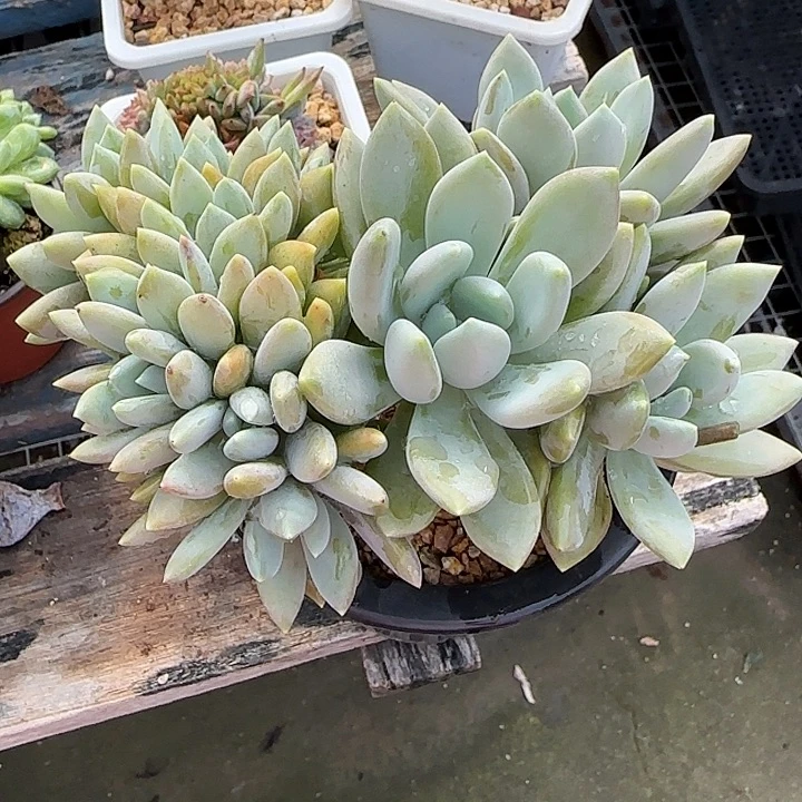 ****糖青蛙王子儿童牙膏11