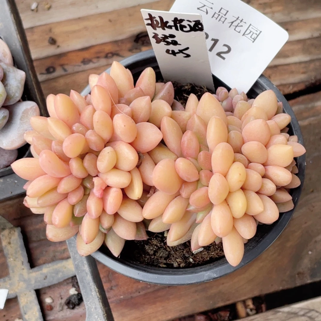 812号糖心冰心珍妮 桃花源缀