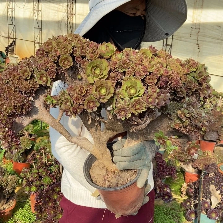 名*493万缀化老桩老桩伤