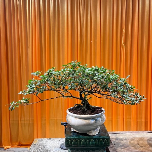 海岛四季榄叶栀子花盆栽绿植盆景室内海岛龙船花室内绿植