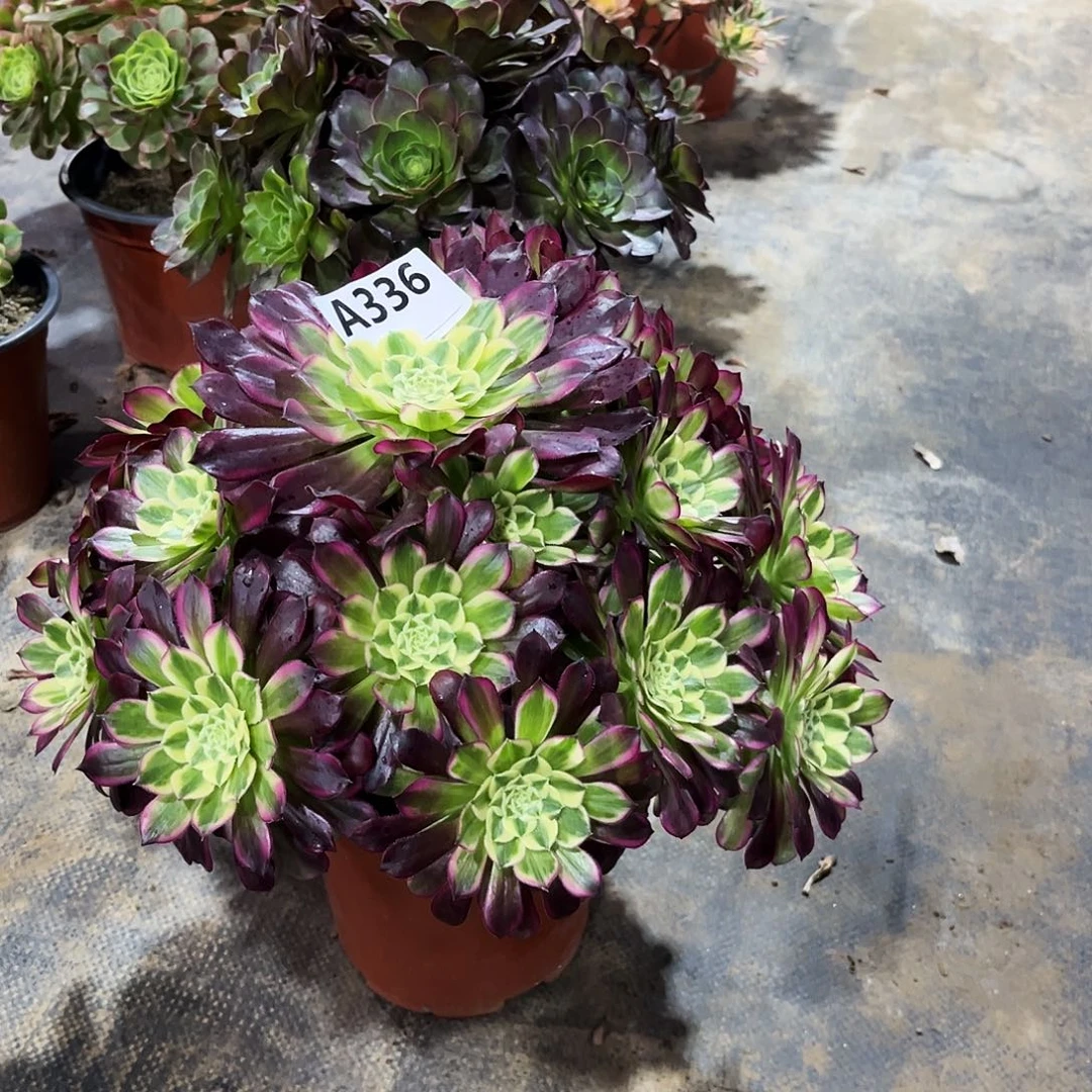 多肉植物天合336多肉