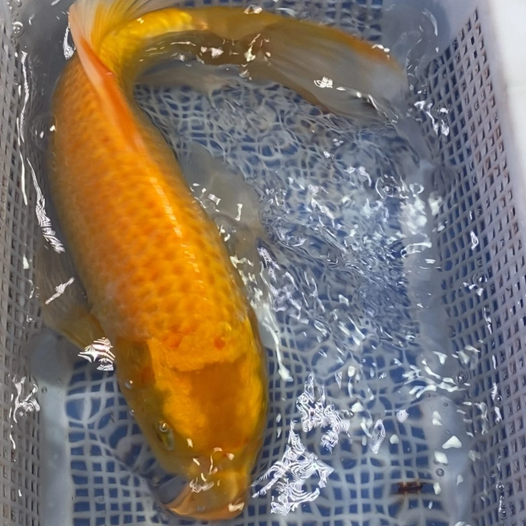 锦鲤冷水锦鲤包邮