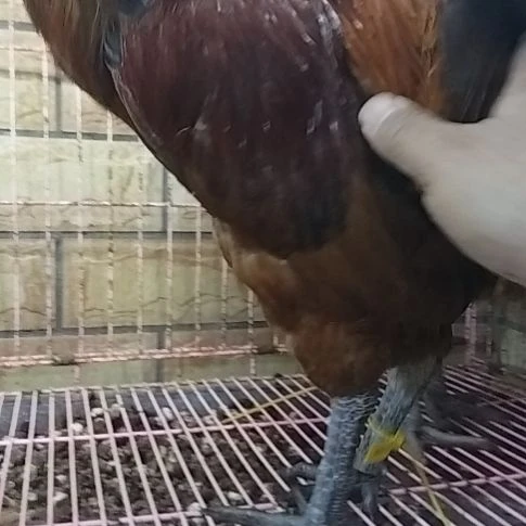 2天中国大陆贵州土鸡