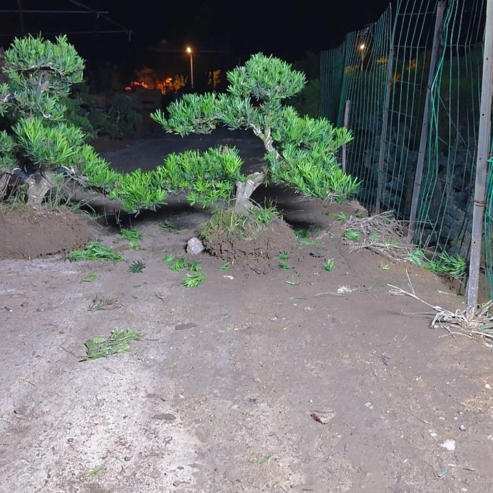 鲁***下无花朵666666666666