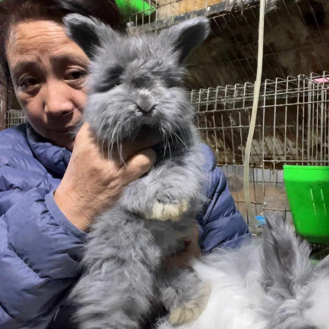 英系安哥拉宠物兔