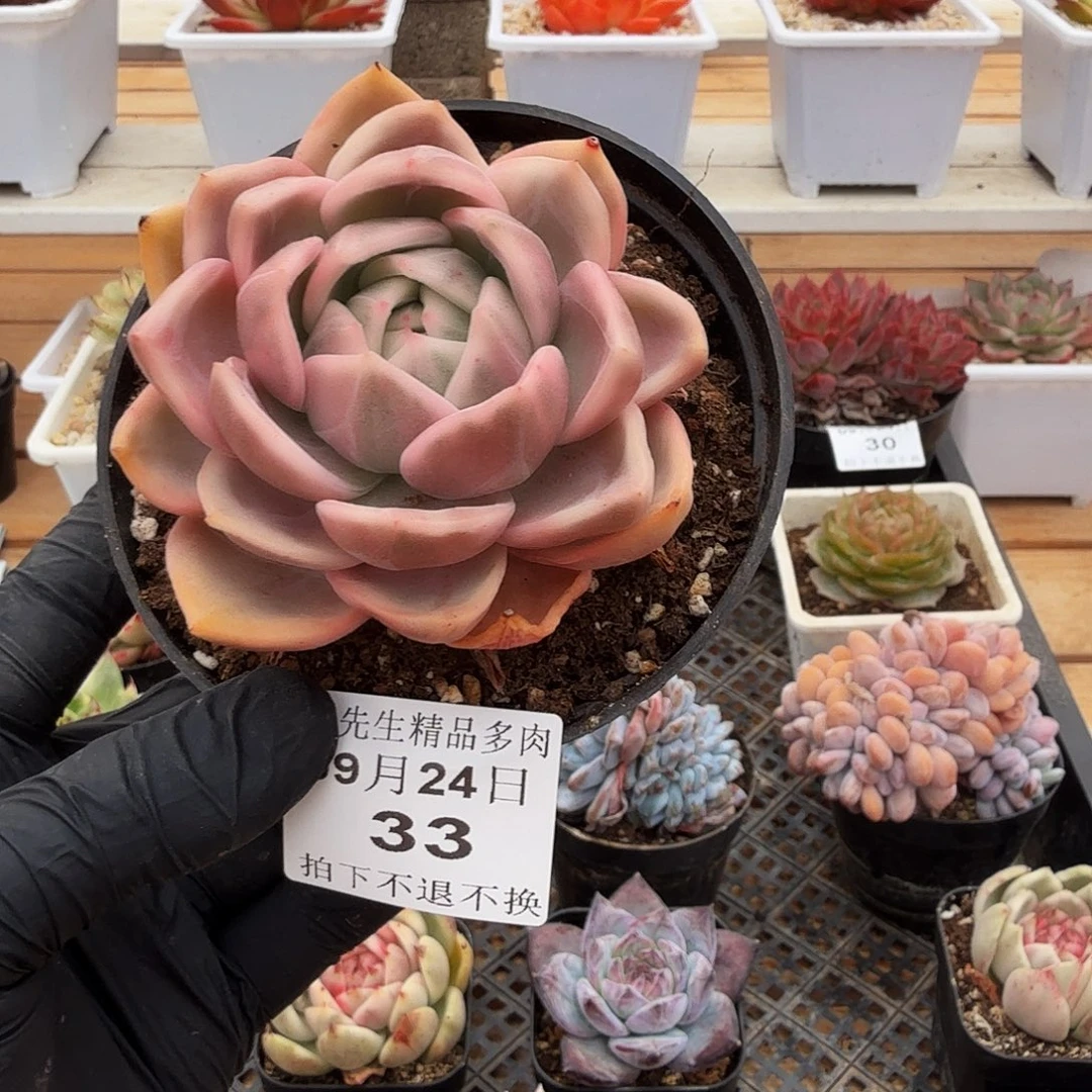 0924-33香槟锦单头