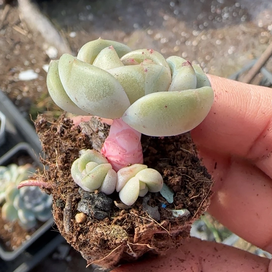 小卡拉米糖心一物一拍