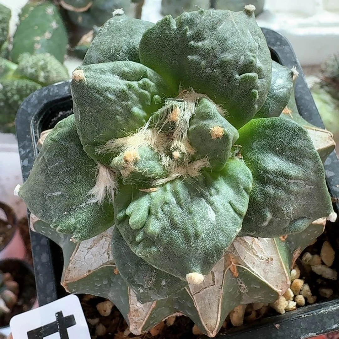 【闪购商品】无花朵大尤牛蛇怒044