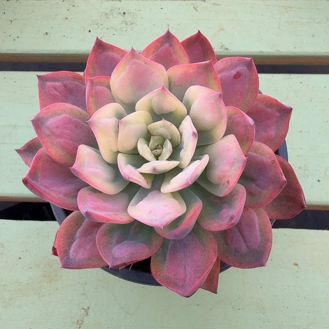 雨滴锦锦上园艺一物一拍